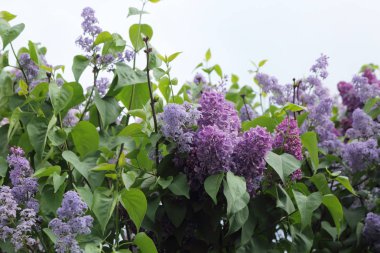 Güzel leylak çalı açık görüntü, Moskova, Rusya. Seçici odaklama.