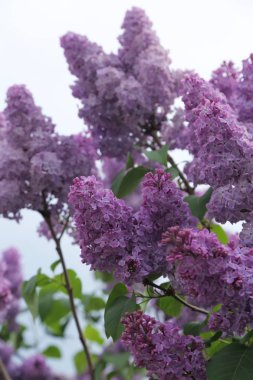 Güzel leylak çalı açık görüntü, Moskova, Rusya. Seçici odaklama.