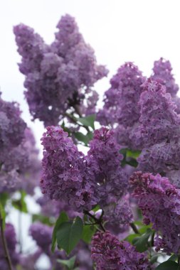 Güzel leylak çalı açık görüntü, Moskova, Rusya. Seçici odaklama.
