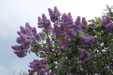 Güzel leylak çalı açık görüntü, Moskova, Rusya. Seçici odaklama.