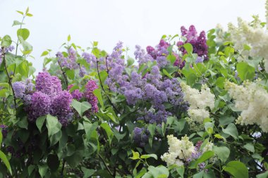 Güzel leylak çalı açık görüntü, Moskova, Rusya. Seçici odaklama.