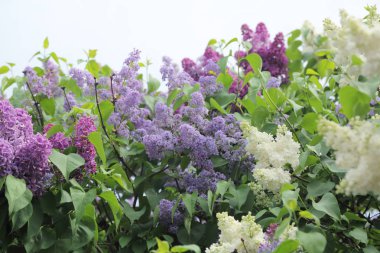 Güzel leylak çalı açık görüntü, Moskova, Rusya. Seçici odaklama.