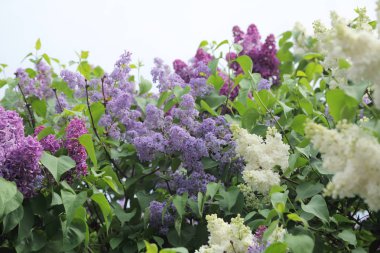 Güzel leylak çalı açık görüntü, Moskova, Rusya. Seçici odaklama.