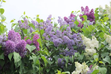 Güzel leylak çalı açık görüntü, Moskova, Rusya. Seçici odaklama.