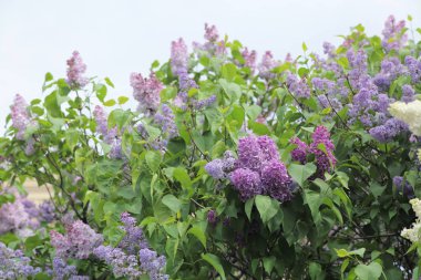Güzel leylak çalı açık görüntü, Moskova, Rusya. Seçici odaklama.