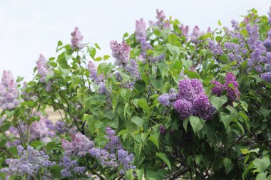 Güzel leylak çalı açık görüntü, Moskova, Rusya. Seçici odaklama.