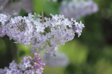 Güzel leylak çalı açık görüntü, Moskova, Rusya. Seçici odaklama.