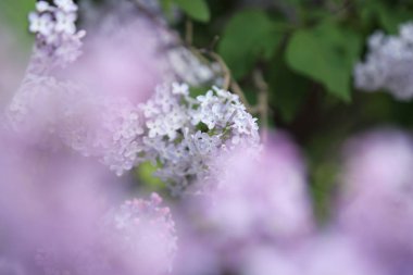 Güzel leylak çalı açık görüntü, Moskova, Rusya. Seçici odaklama.