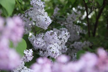 Güzel leylak çalı açık görüntü, Moskova, Rusya. Seçici odaklama.