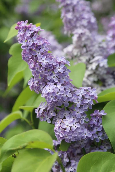 Güzel leylak çalı açık görüntü, Moskova, Rusya. Seçici odaklama.