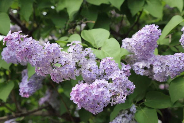 Outdoor Image Beautiful Lilac Bush Moscow Russia Selective Focus — Stock Photo, Image