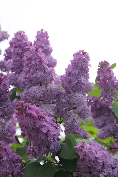 Güzel leylak çalı açık görüntü, Moskova, Rusya. Seçici odaklama.