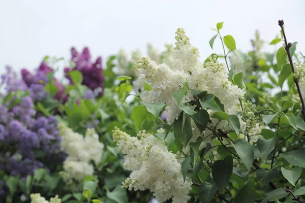 Güzel leylak çalı açık görüntü, Moskova, Rusya. Seçici odaklama.