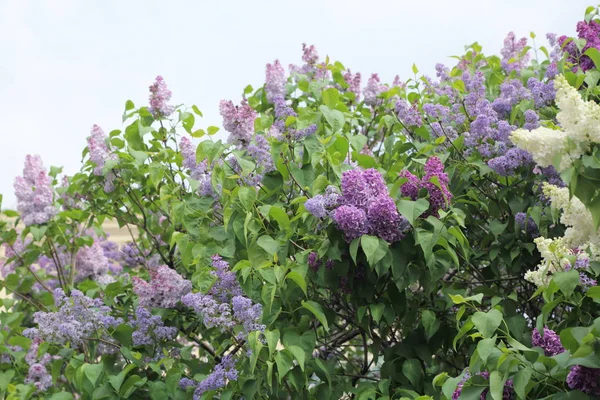 Güzel leylak çalı açık görüntü, Moskova, Rusya. Seçici odaklama.