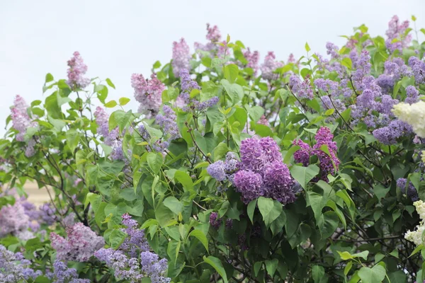 Güzel leylak çalı açık görüntü, Moskova, Rusya. Seçici odaklama.