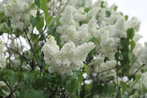 Güzel leylak çalı açık görüntü, Moskova, Rusya. Seçici odaklama.