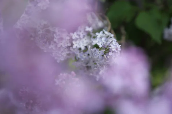 Image Extérieure Beau Lilas Moscou Russie Concentration Sélective — Photo