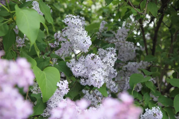Güzel leylak çalı açık görüntü, Moskova, Rusya. Seçici odaklama.