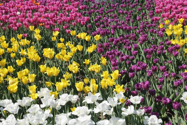 Schön Und Bunt Blühende Tulpenblumenwiese Selektiver Fokus — Stockfoto