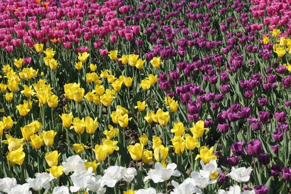 Schön Und Bunt Blühende Tulpenblumenwiese Selektiver Fokus — Stockfoto