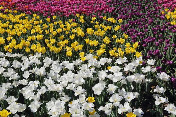 Schön Und Bunt Blühende Tulpenblumenwiese Selektiver Fokus — Stockfoto