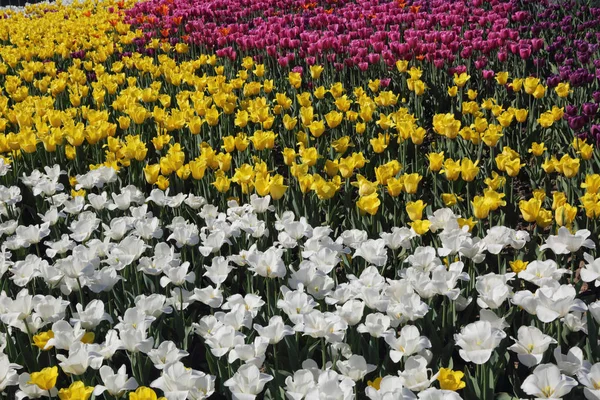 Beautiful Colorful Blossom Tulip Flowers Meadow Selective Focus — Stock Photo, Image