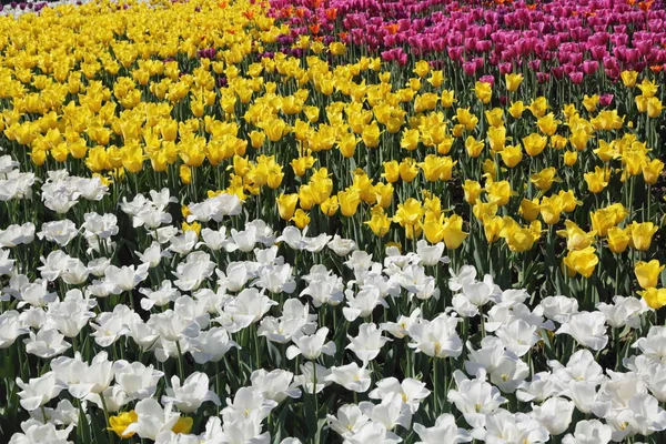 美しく カラフルな花チューリップ花の草原 選択と集中 — ストック写真