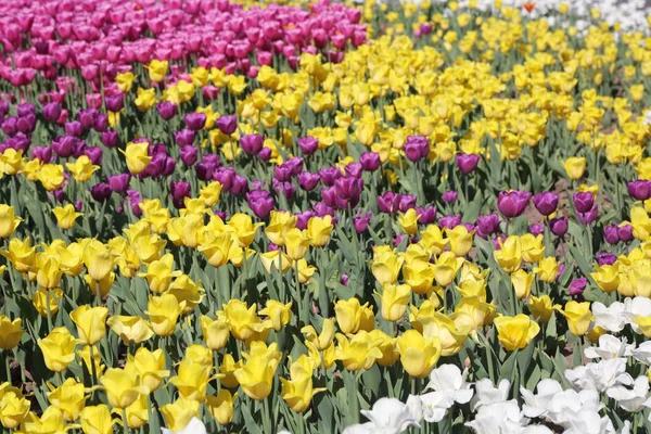 Schön Und Bunt Blühende Tulpenblumenwiese Selektiver Fokus — Stockfoto