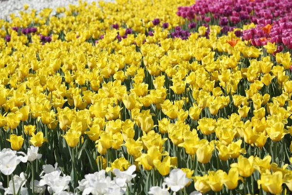 Schön Und Bunt Blühende Tulpenblumenwiese Selektiver Fokus — Stockfoto