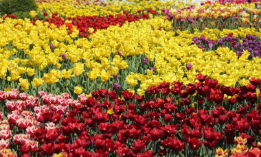 Çiçeği güzel ve renkli Lale çiçek çayır. Seçici odak.