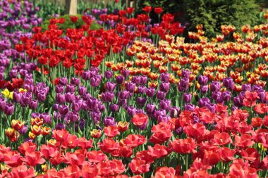 Çiçeği güzel ve renkli Lale çiçek çayır. Seçici odak.