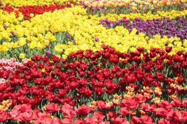 Çiçeği güzel ve renkli Lale çiçek çayır. Seçici odak.