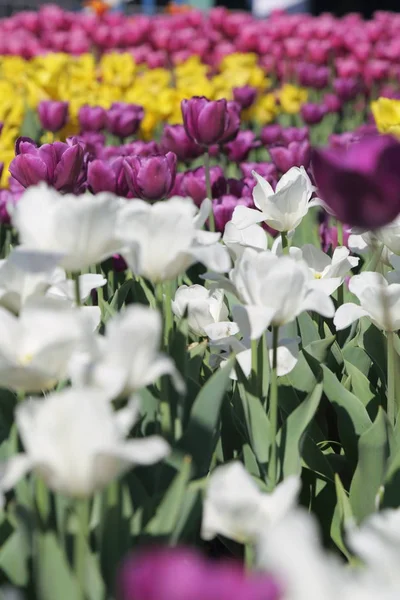 Vackra Och Färgstarka Blomma Tulpan Blommor Äng Selektivt Fokus — Stockfoto
