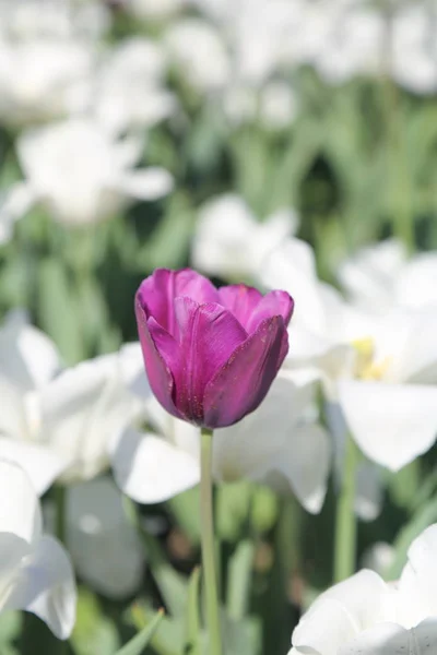 Bonito Colorido Flor Tulipa Flores Prado Foco Seletivo — Fotografia de Stock