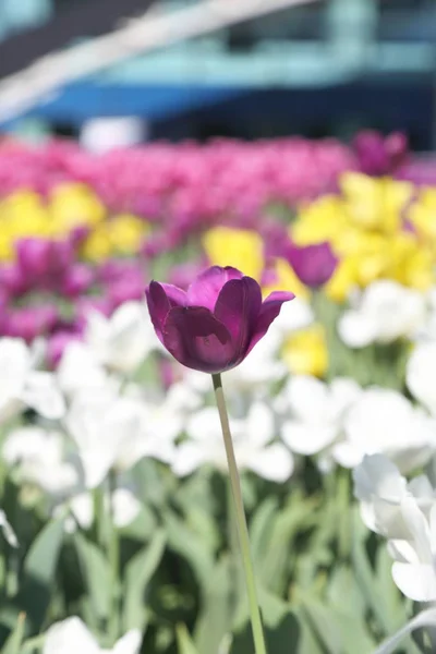 Bonito Colorido Flor Tulipa Flores Prado Foco Seletivo — Fotografia de Stock