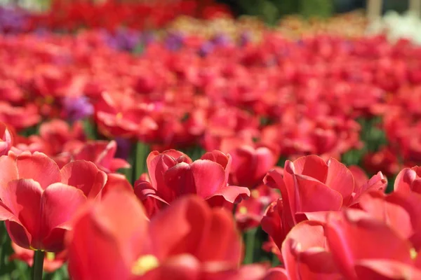 Piękne Kolorowe Kwiat Tulip Kwiatów Łąka Selektywny Fokus — Zdjęcie stockowe