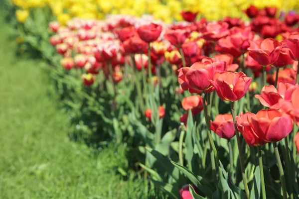 Bonito Colorido Flor Tulipa Flores Prado Foco Seletivo — Fotografia de Stock