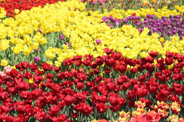 Schön Und Bunt Blühende Tulpenblumenwiese Selektiver Fokus — Stockfoto