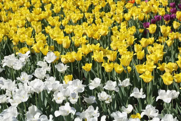 Schön Und Bunt Blühende Tulpenblumenwiese Selektiver Fokus — Stockfoto