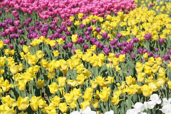 Красивые Красочные Цветущие Цветы Тюльпан Луг Селективный Фокус — стоковое фото
