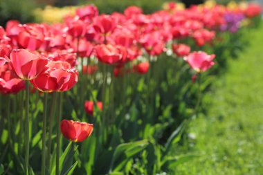 Çiçeği güzel ve renkli Lale çiçek çayır. Seçici odak.