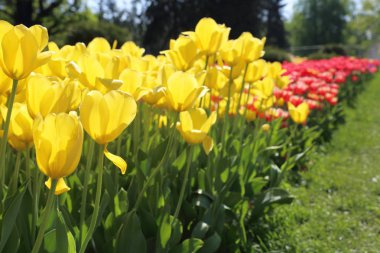 Çiçeği güzel ve renkli Lale çiçek çayır. Seçici odak.