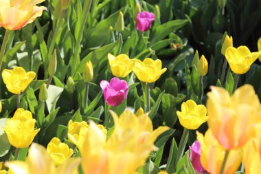 Çiçeği güzel ve renkli Lale çiçek çayır. Seçici odak.