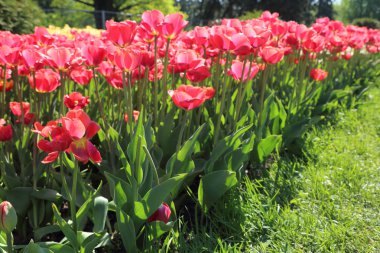 Çiçeği güzel ve renkli Lale çiçek çayır. Seçici odak.
