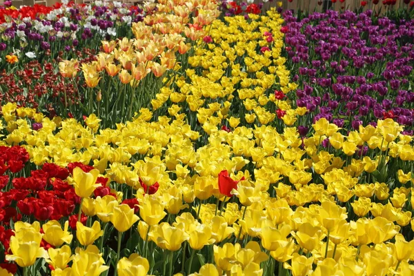 Schön Und Bunt Blühende Tulpenblumenwiese Selektiver Fokus — Stockfoto