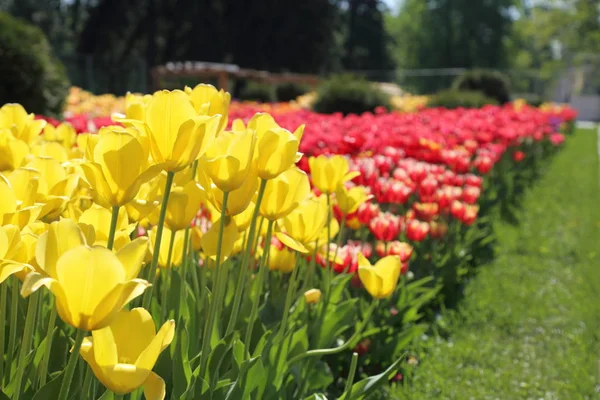 Schön Und Bunt Blühende Tulpenblumenwiese Selektiver Fokus — Stockfoto