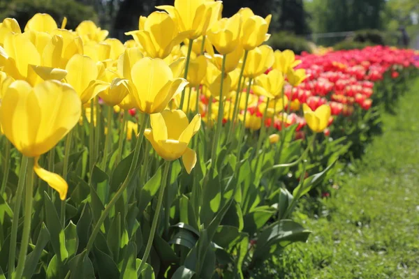 Bonito Colorido Flor Tulipa Flores Prado Foco Seletivo — Fotografia de Stock