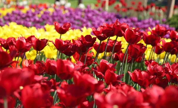 Piękne Kolorowe Kwiat Tulip Kwiatów Łąka Selektywny Fokus — Zdjęcie stockowe