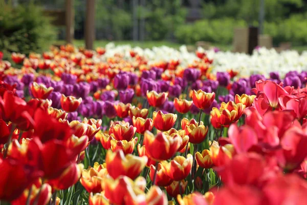 Piękne Kolorowe Kwiat Tulip Kwiatów Łąka Selektywny Fokus — Zdjęcie stockowe