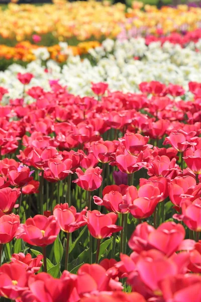 Bonito Colorido Flor Tulipa Flores Prado Foco Seletivo — Fotografia de Stock